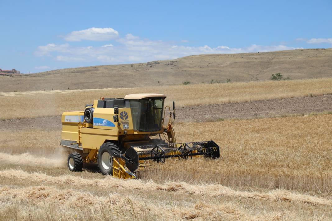 Altın Gibi Parlıyorlar: Bu Yıl Dönümünden 250-400 Kilo Hasat Bekleniyor 3